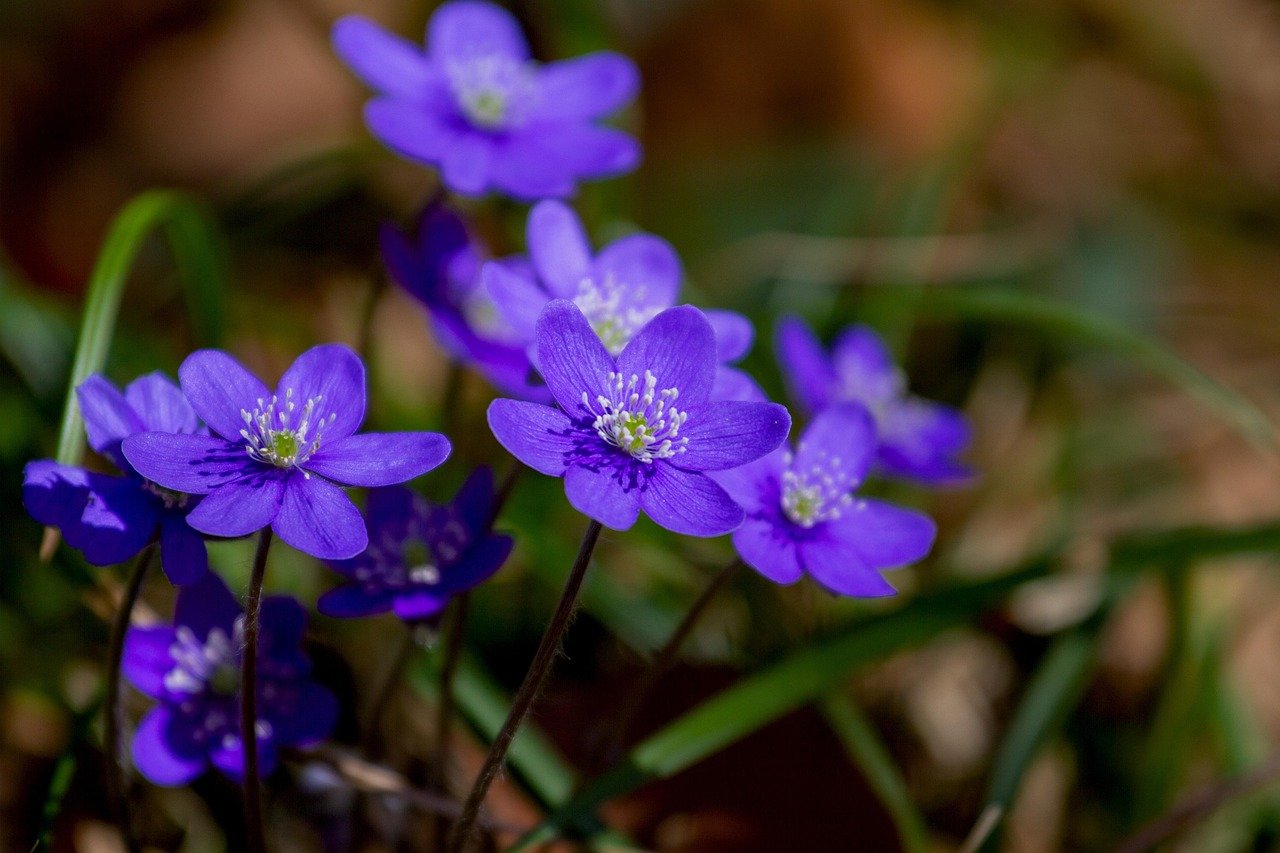 Services flower, flower background, liverflower, hepatica, nature, plant, beautiful flowers, forest flower, buttercup, ranunculaceae, spring, flower wallpaper, hepatica nobilis, violet, purple