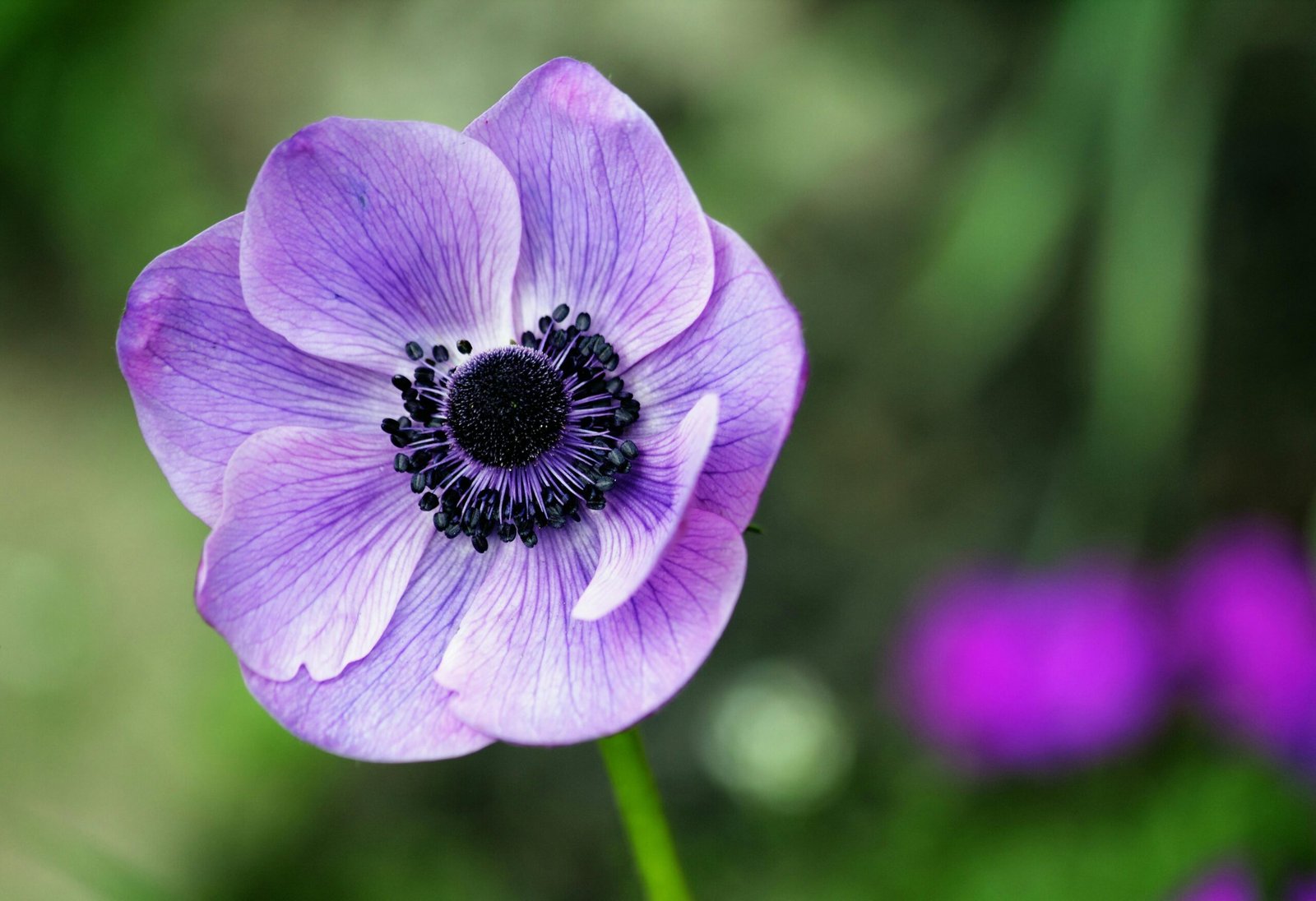 Services Stunning close-up of a purple anemone flower in full bloom, showcasing vibrant petals outdoors.
