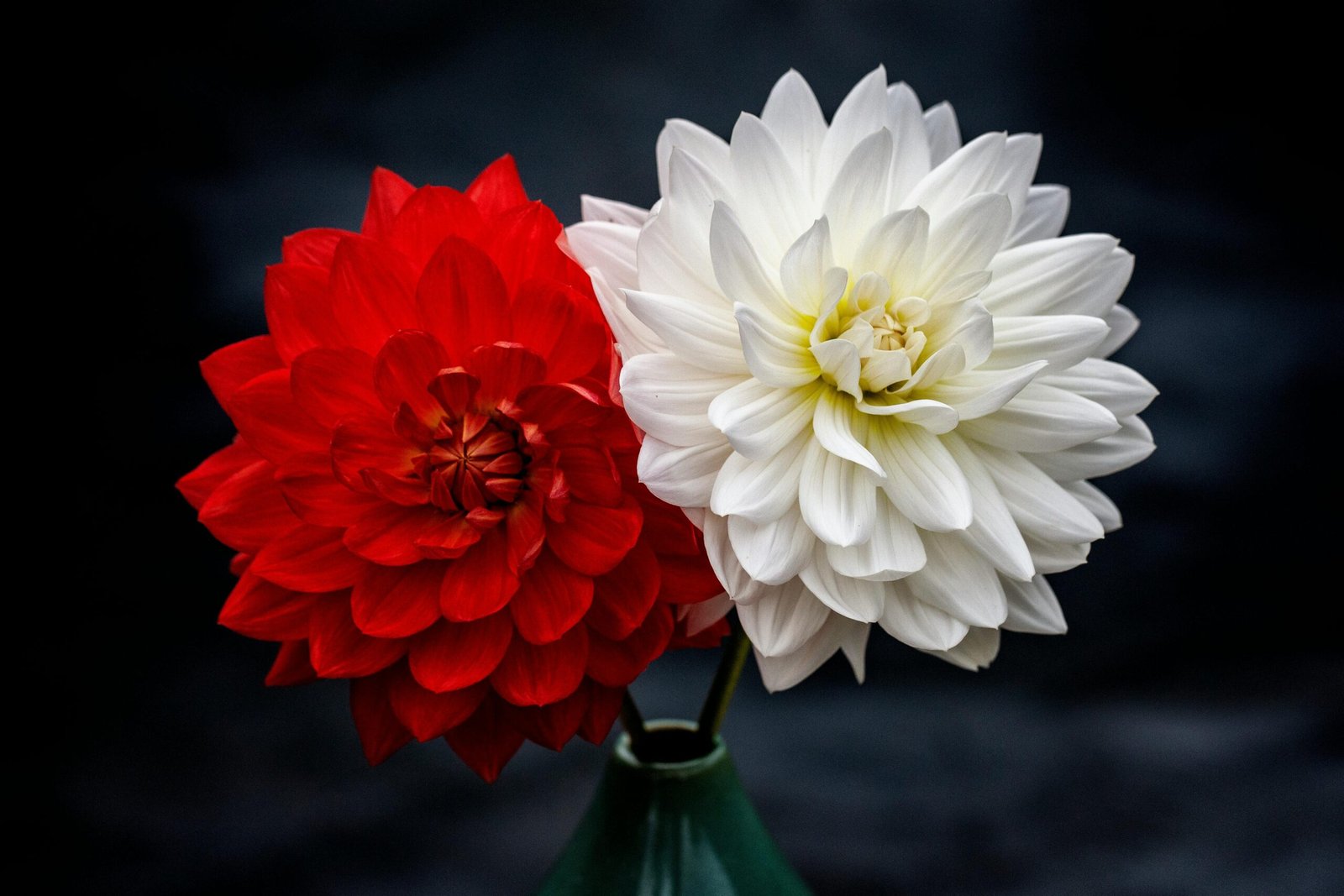 Services Close-up of vibrant red and white dahlias in a green vase showcasing their exquisite petals.